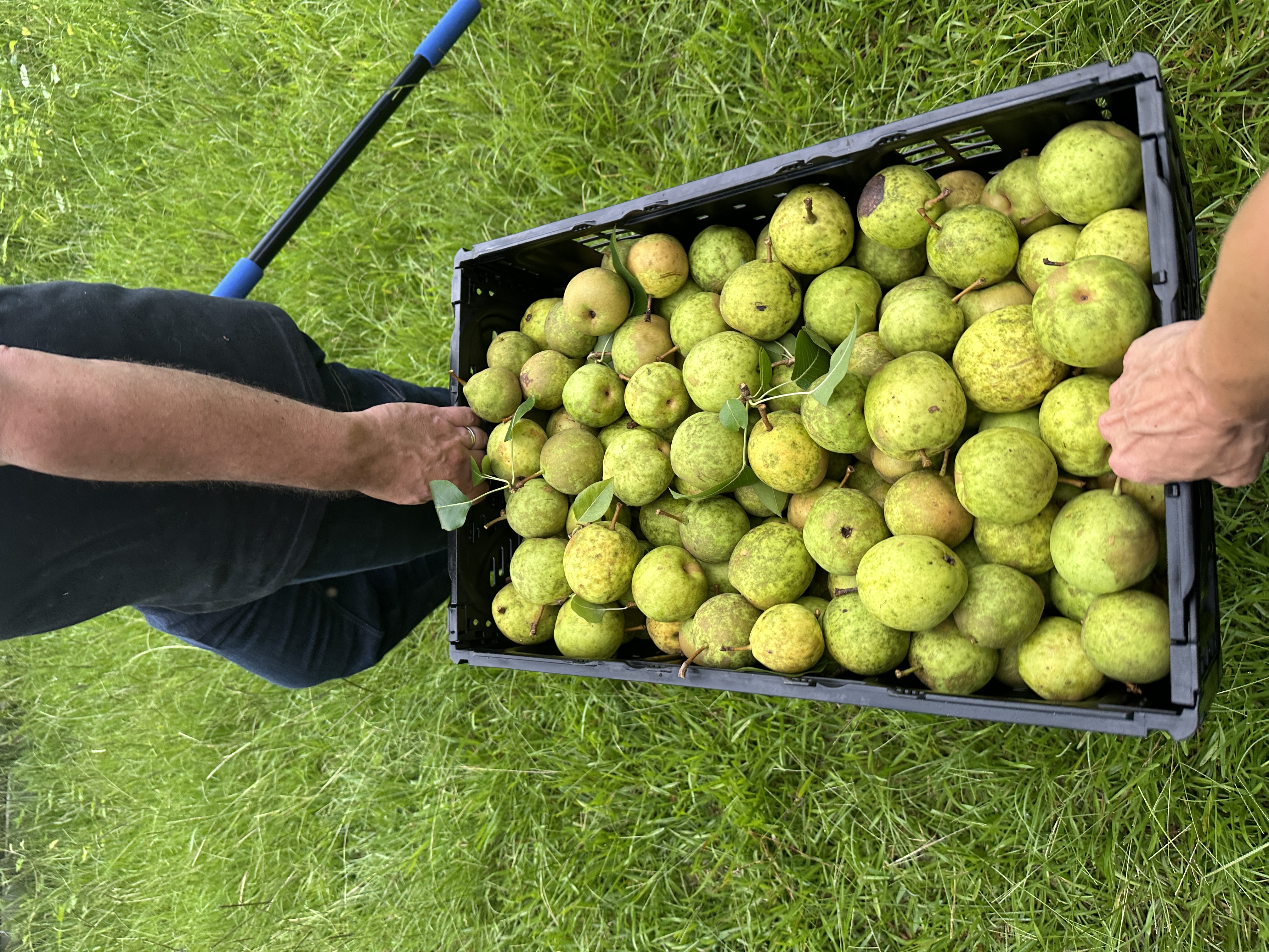 Fruit 25